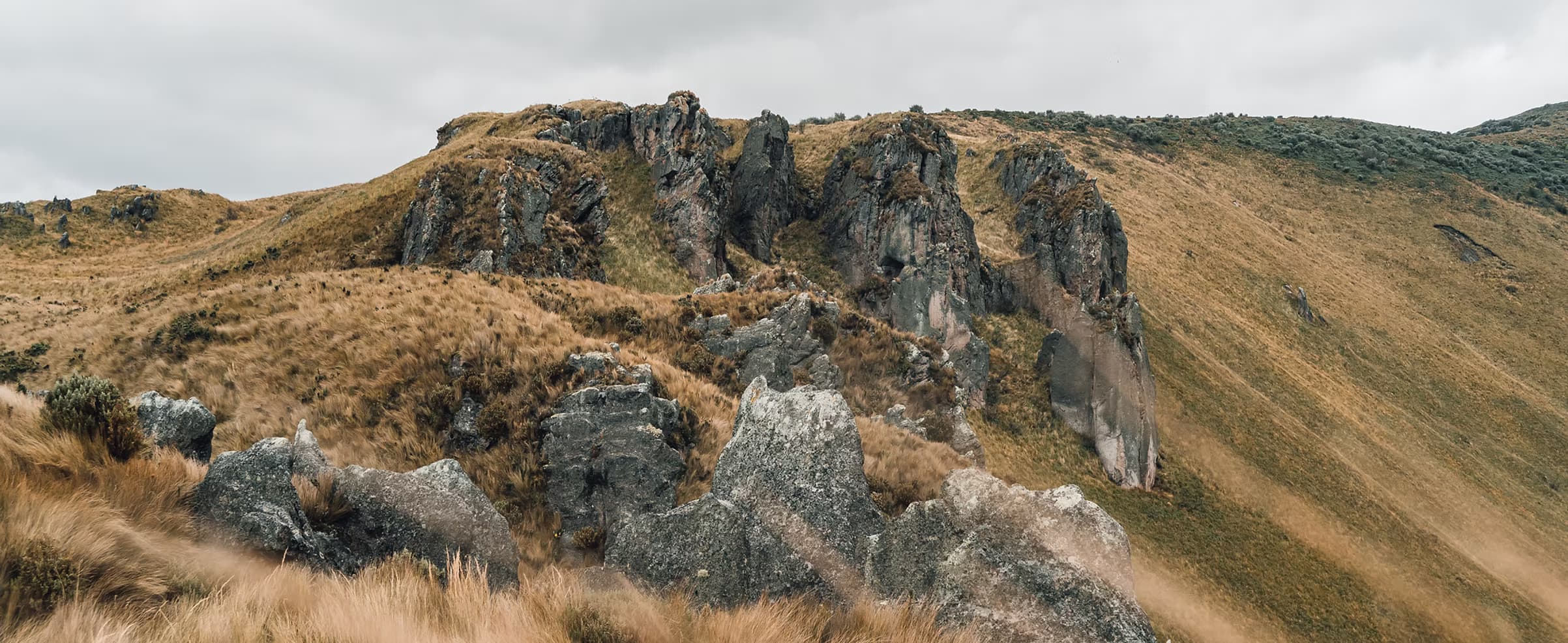 Bosque andino en regeneración con neblina matinal